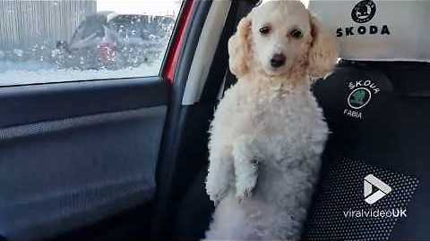 Adventurous Poodle Calls Shotgun And Joins Driver For A Ride