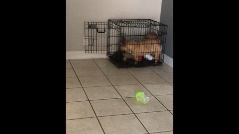Toddler thinks it’s hilarious to sit in his dogs cage