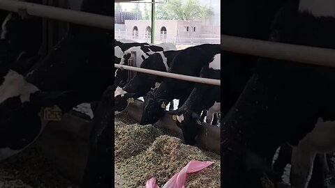 Feeding time Heifers stock #cattlefarming #pakistan #dairy #farming #cattle #dairyfarming #cow