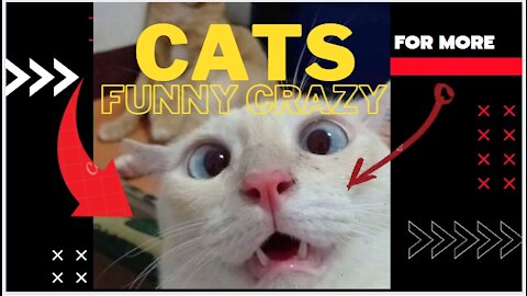Cats crazy very very funny