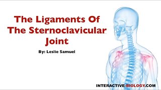 077 The Ligaments Of The Sternoclavicular Joint