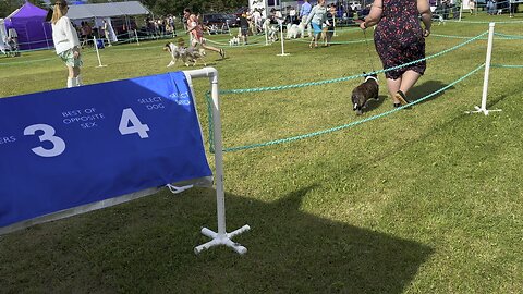 Charlie films Grandma in the show ring