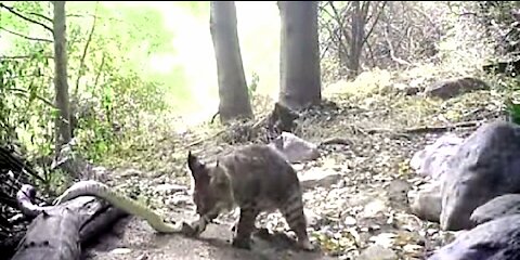 Incredible! Bobcat Kills Rattlesnake While Fighting