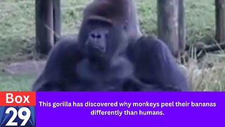 Box 29 Comedy News Gorilla tells humans the truth about peeling a banana