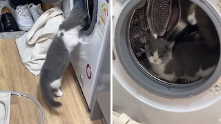 Cat Uses Washing Machine As His Own Personal Hamster Wheel