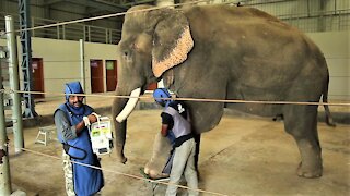 Rescued elephants undergo veterinary treatments at their sanctuary