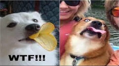 Funny animals / Part 8 😂 #pet #cat #dog #cute #animals #foryou #typ