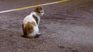 Gato que Foge de Casa, entenda uns motivos e dicas para evitar isso!