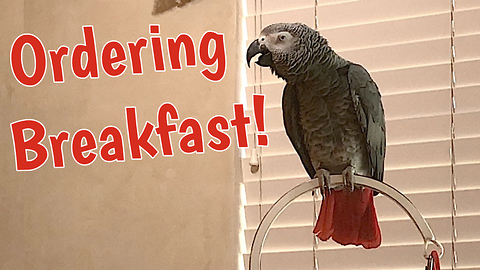 Demanding parrot places breakfast order