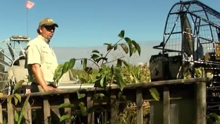 High water levels a threat to wildlife in the Everglades