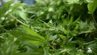Nebraska lawmakers hear new pitch for medical marijuana