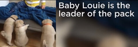 Adorable litter of pugs follows baby around house 2021