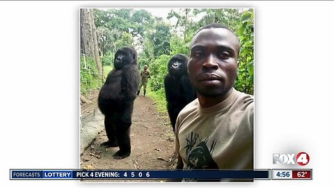Park ranger snaps selfie with gorillas