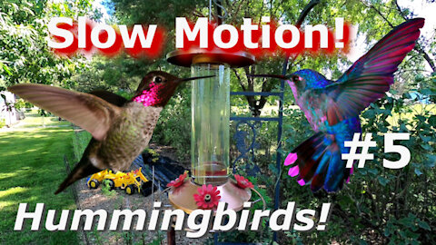 Hummingbird Cam Super Slow Motion Beautiful Birds in flight #5