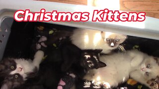 The Christmas Kittens Are Ready For New Homes! 😻