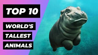 TOP 10 TALLEST Animals In The World | 1 Minute Animals