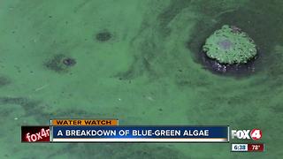 What is blue-green algae?