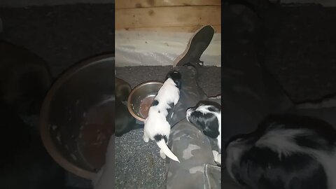 Puppies Like Mams Food