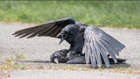 Criss Angel revived a dead bird