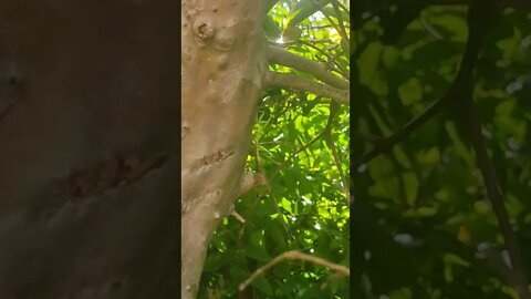 Watch How That Mantis Dances on The Tree