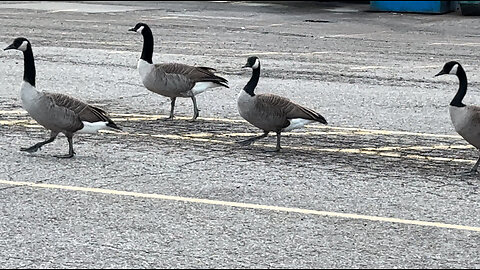 Canada Geese