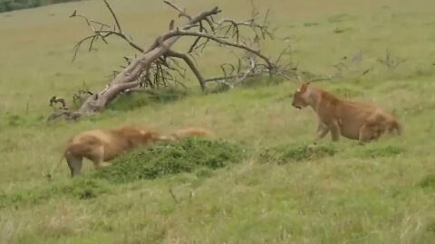 The Lion's Leg Was Bitten Off By Hyena During A Fierce Confrontation Over Food - Lion Vs Hyenas-5