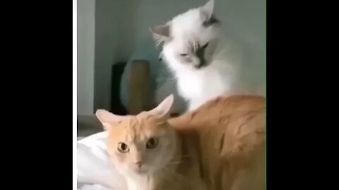 Funny Cats #Funny #funnypets #cats #Funnyvideos