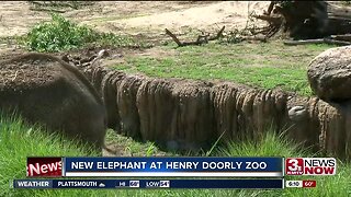 Henry Doorly Zoo elephant