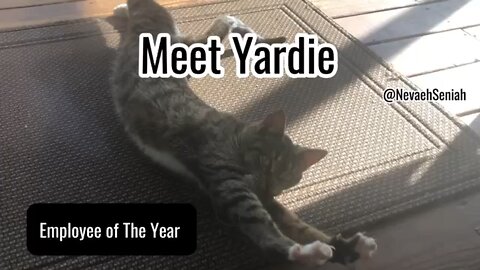 Meet Yardie