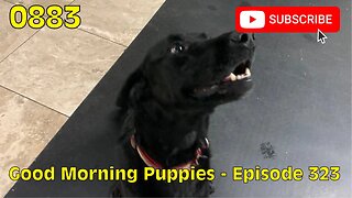 [0883] GOOD MORNING PUPPIES - EPISODE 323 [#dogs #doggos #doggos #puppies #dogdaycare]