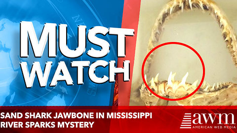 Sand Shark Jawbone In Mississippi River Sparks Mystery