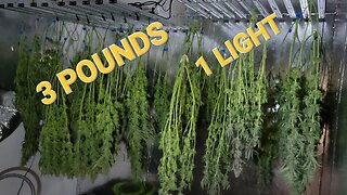 3 POUNDS, 1 LIGHT?! Harvest Day! Hang Drying - My Dry/Cure room conditions.