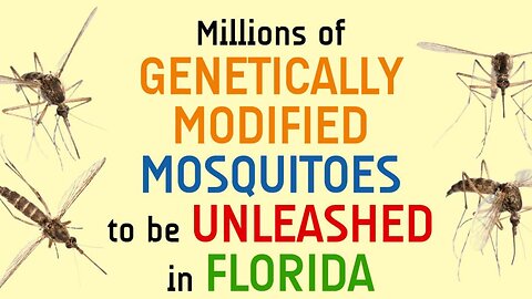 GENETICALLY MODIFIED MOSQUITOES UNLEASED TO SPREAD DISEASES IN PEOPLE