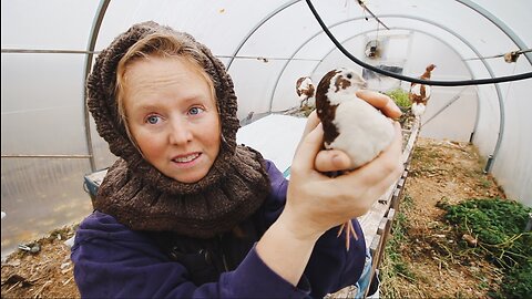 Raising Meat and Eggs In an Unheated Hotbed Winter Greenhouse