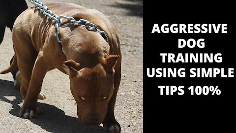 train your dog to become aggressive-germen shepherd training & aggressive dog