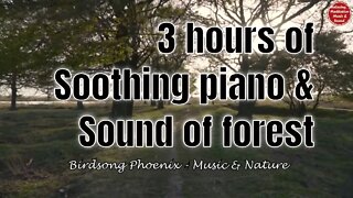 Soothing music with piano and forest river sound for 3 hours, calm music for yoga and meditate