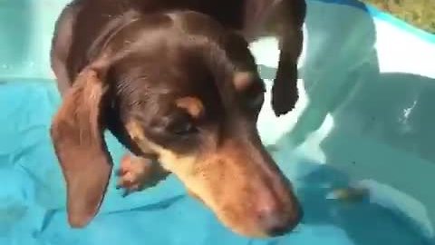 Mini Dachshund air-swims while hovering above pool