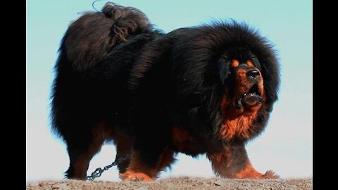 The fiercest dogs in the world