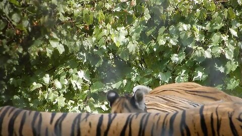 Cat raised the stranded tiger whelps, but a long time afterward something stunning happened!