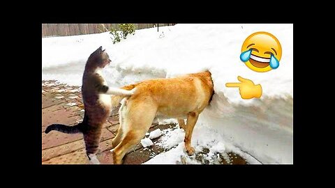 Funny Dog and Cat videos- Try not to laugh