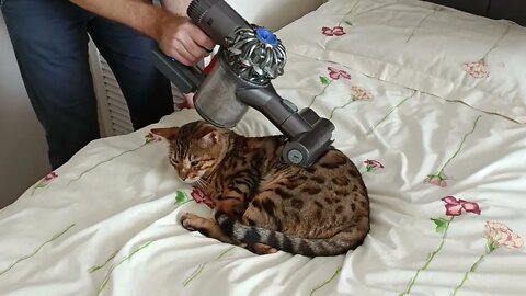 He just doesn't care... #bengalcat #viralcat #catlovesvacuum