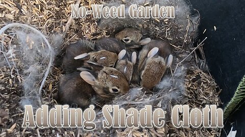 No-Weed Garden: Adding Shade Cloth