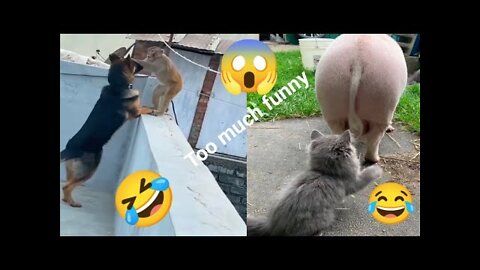 Funny cats | Funny dogs | funny cat videos | funny animals🤣😻