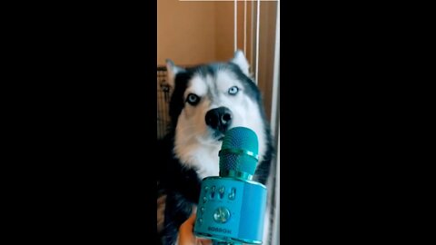 Husky Dog Singing