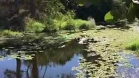 Preview: Dead alligator causing a stink in San Carlos Park