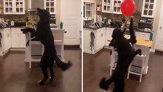 Labradoodle Practices For His Dog Ballet Audition