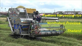 Farmers Harvesting rice in Nonthaburi Province Thailand