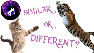 Big Cats vs. Small Cats