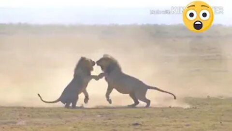 OMG!! 2 Lion Kings fighting to death for Lioness - Wild Safari Animals