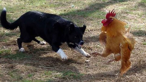 Dog VS Chicken Fight - Funny Dog Fight Videos 2021